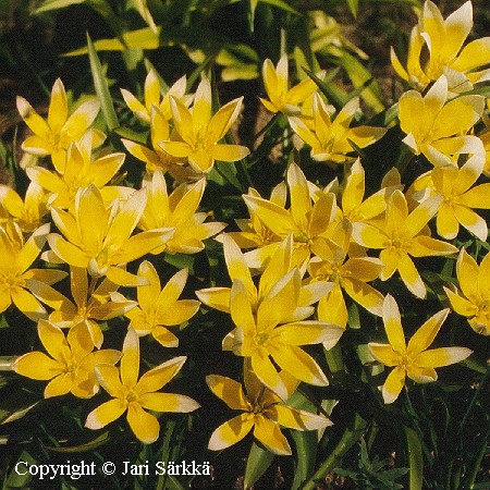 Tulipa tarda
